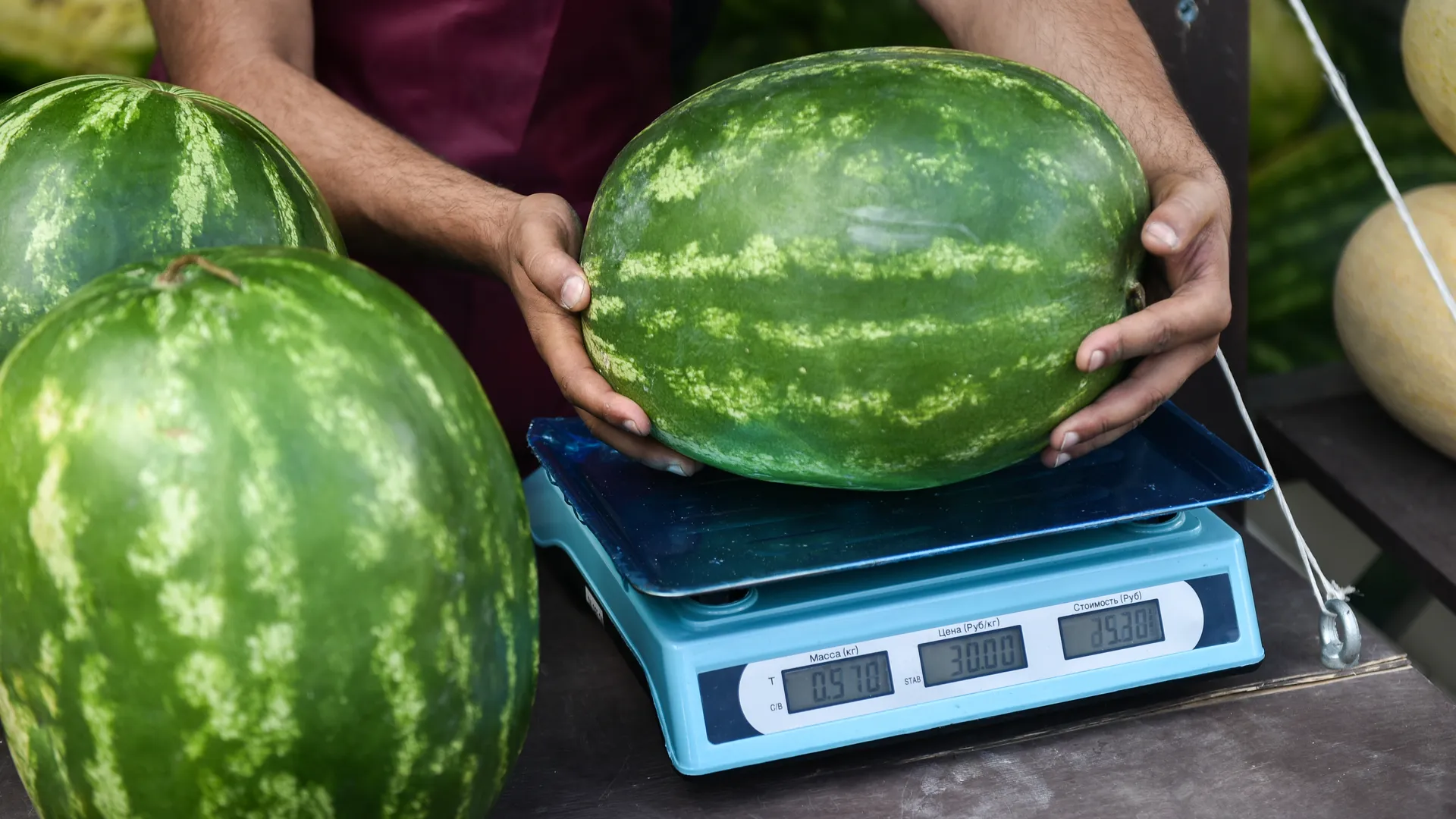 Арбуз 11 кг. Арбуз 11 кг. Арбуз сорта carolina cross 180. Арбуз 11 кг. Арбуз 15 кг.