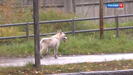 Жителю Печоры запретили содержать и разводить хаски