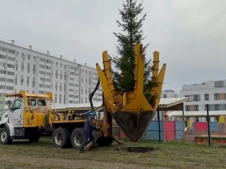 В сквере Уфы высадили 13 елей