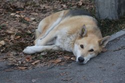 Большинство стран Европы отлавливают животных, стерилизуют и выпускают обратно на улицы