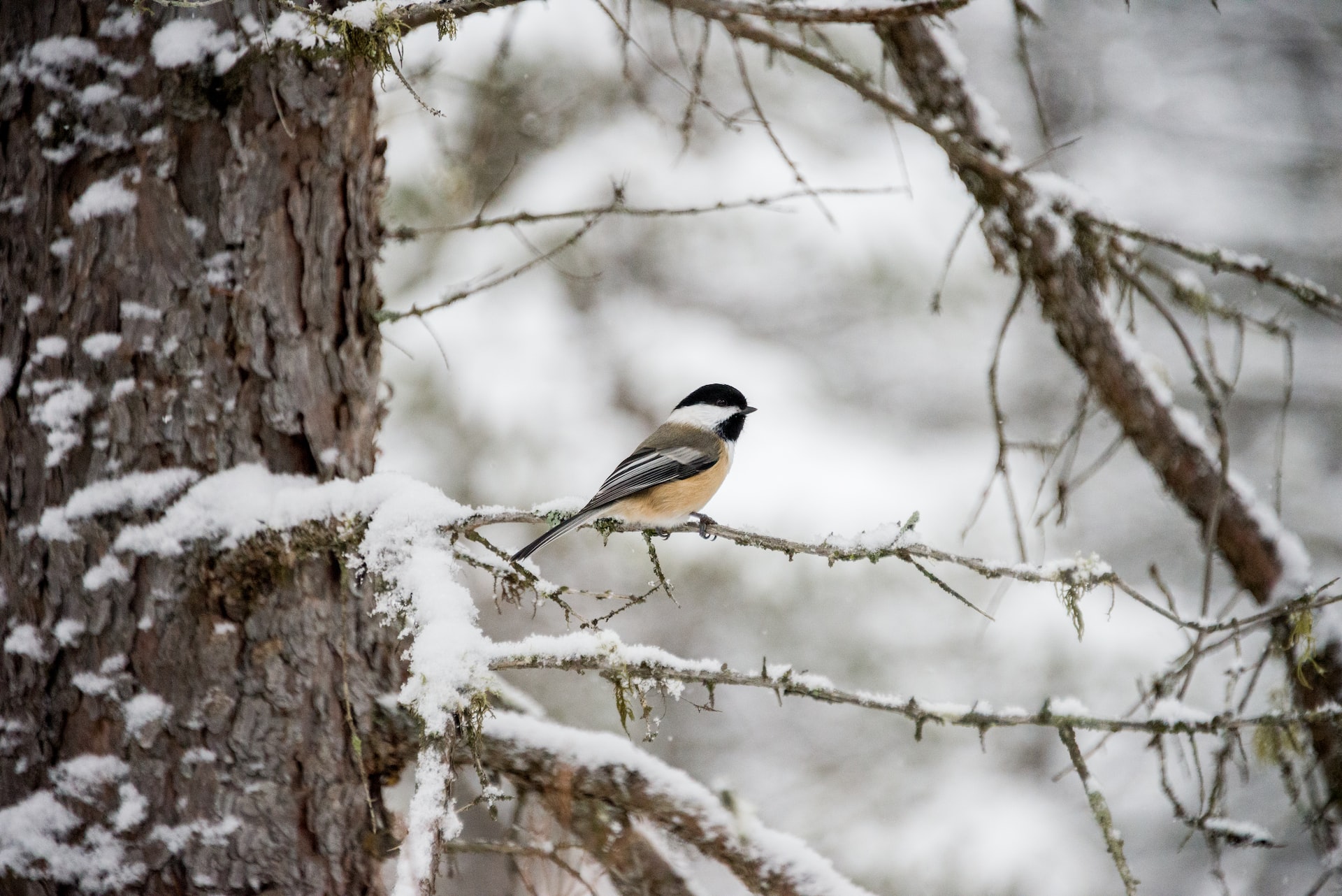В Финляндии продолжилась трансляция реалити-шоу о жизни птиц в Оуланка