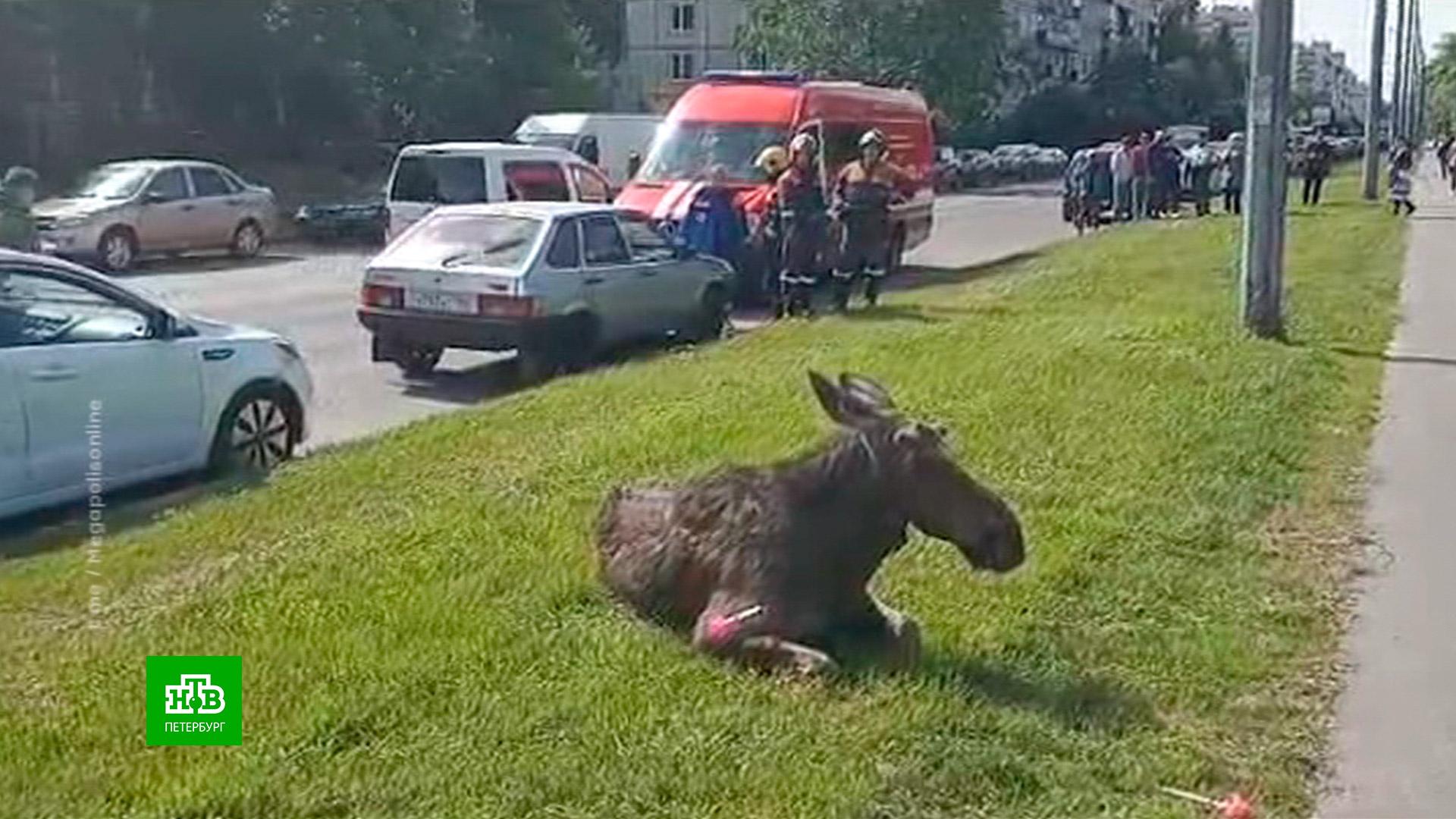 Пожарные спасают людей. Володя сербенюк - бездомный пес. Волонтерство в приюте для животных. Саша мичурин спб. Пожарные спасают людей.