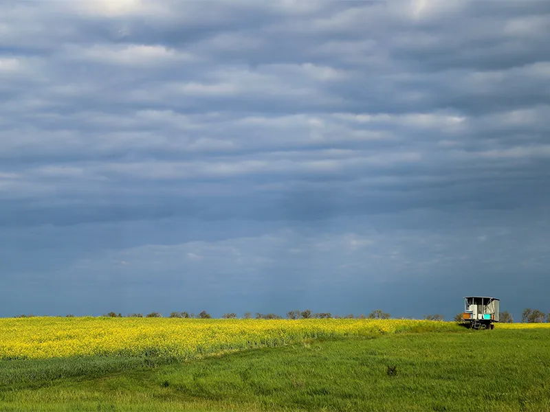 В Краснодарском крае выросла площадь посева рапса