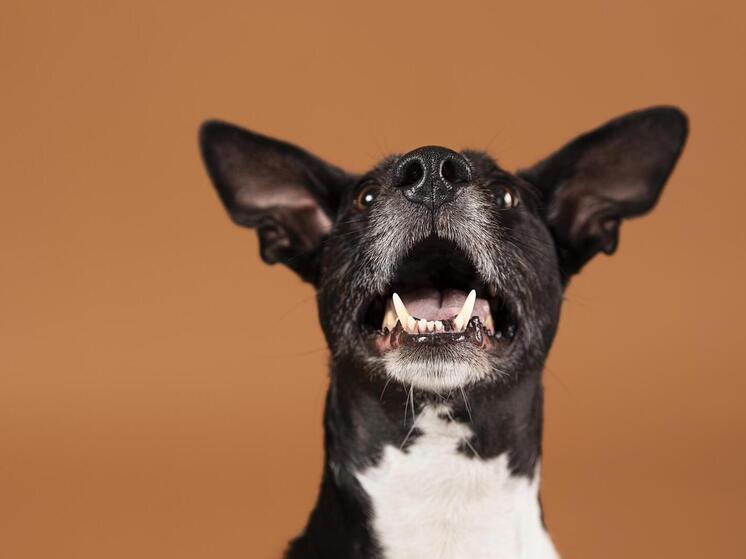 Вмешательство прокуратуры помогло детям получить компенсацию за укусы собак