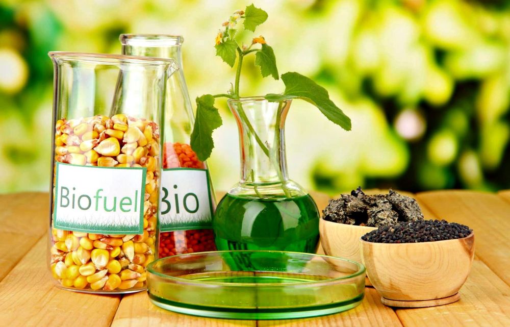 В РФ предложили оптимальный способ производства биотоплива