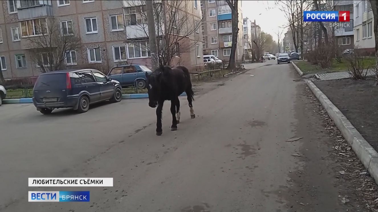 ювелир лобортас игорь юрьевич. хозяин володарский брянск. магазин хозяин 2 брянск. фото школы 49 брянск володарский район с улицы. брянск володарский район улица афанасьева.