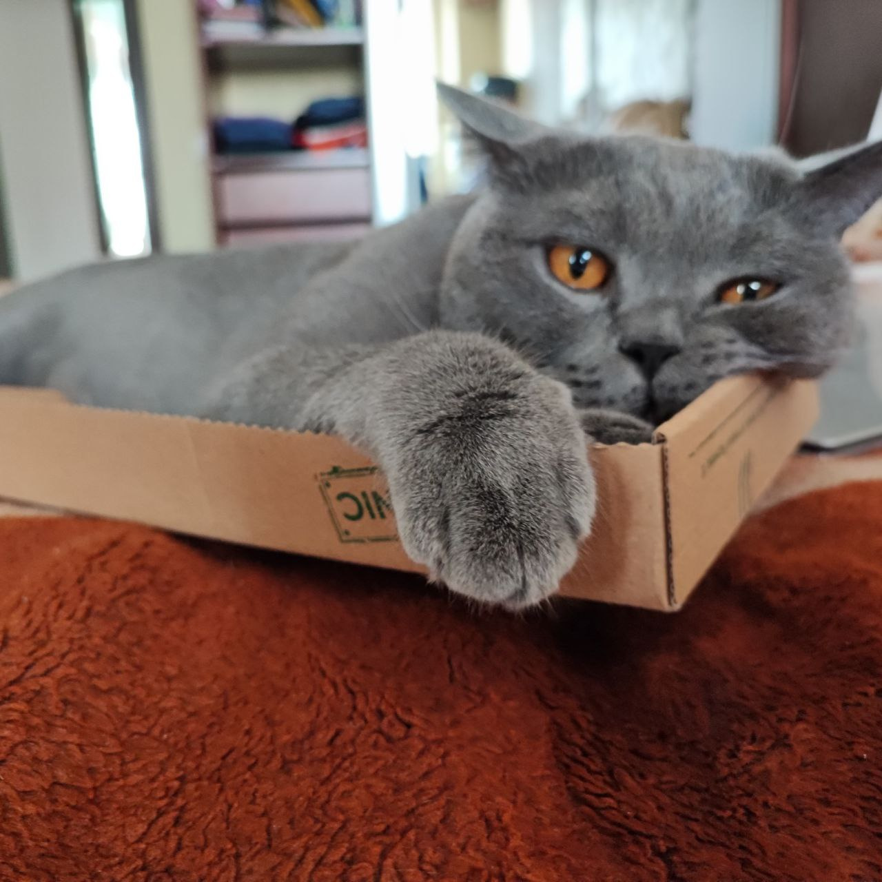 15 котиков. Котики. Милый котик. Самые очаровательные коты. Фото воскресенье котики.