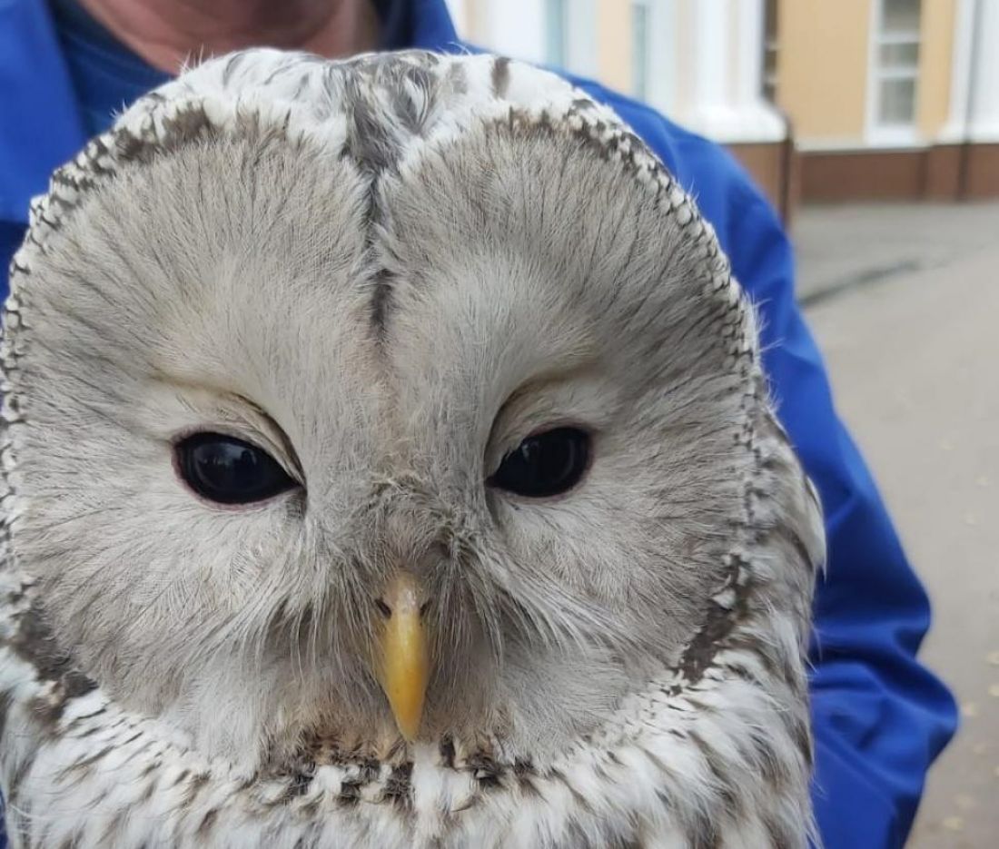 Вк сова пенза. Музей филинов и сов зеленоградск. В сове г пенза. Декор "сова" в ассортименте. Сыч в шоке.