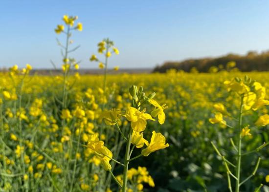 Производство масличных культур в Приангарье планируют увеличить на 15%
