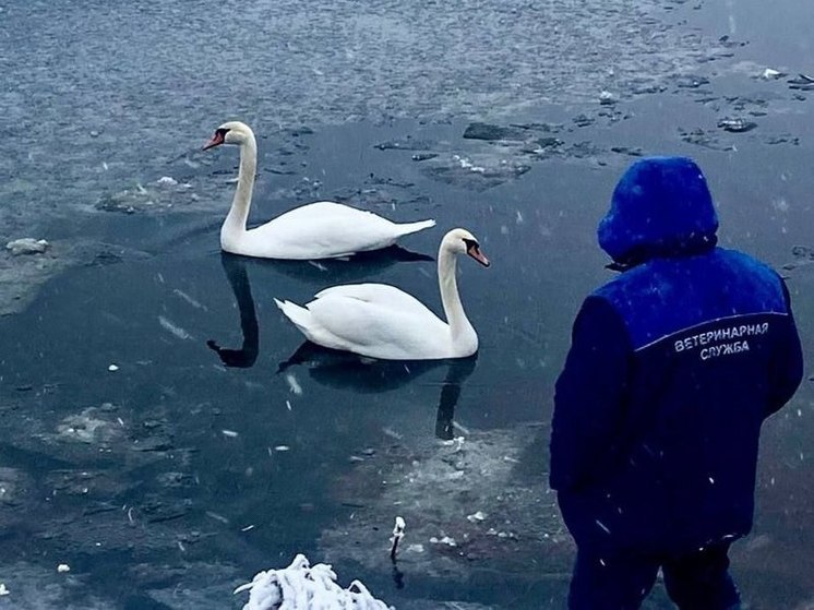 В Кировском районе возьмут под охрану краснокнижных лебедей