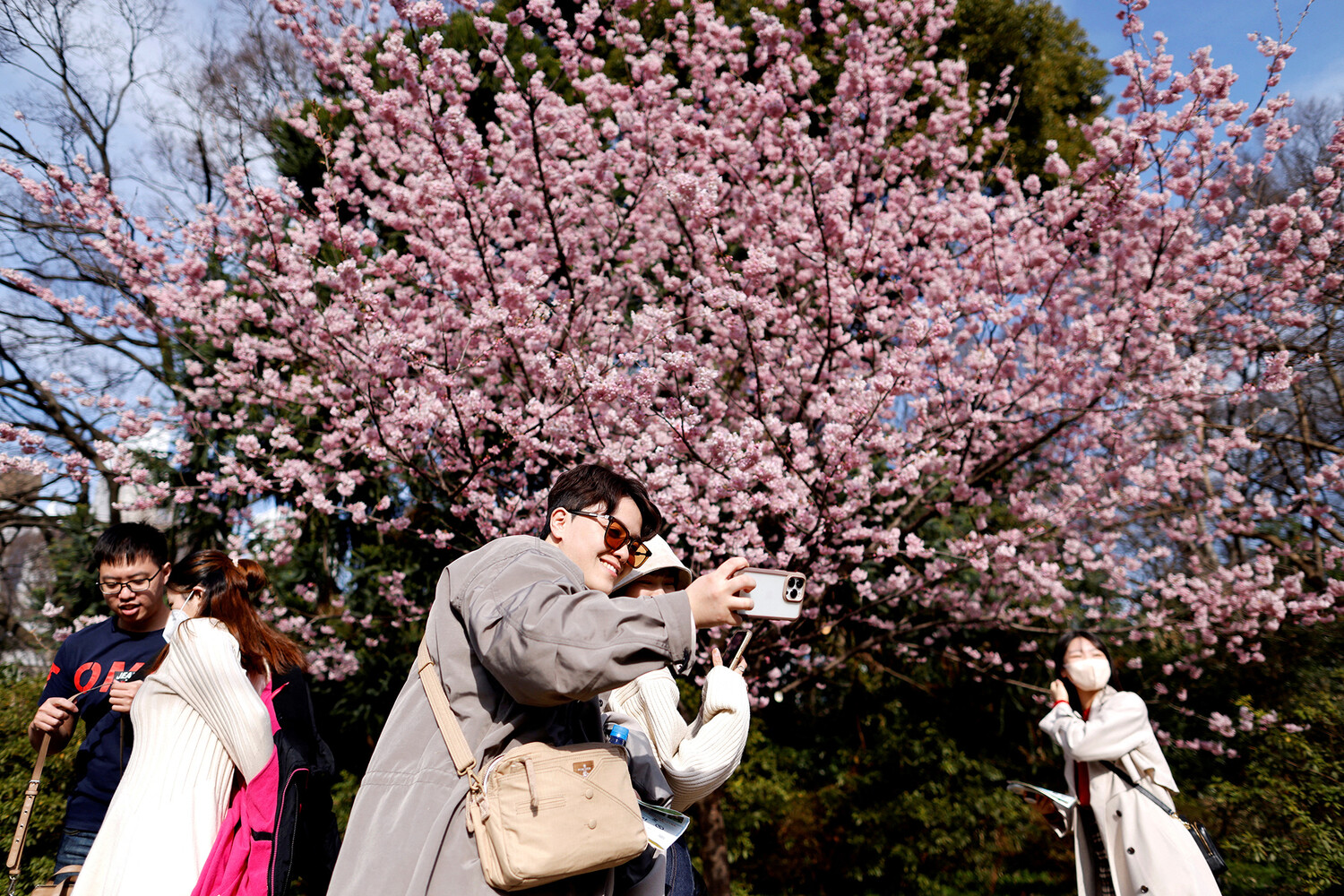 цветение кленов в японии