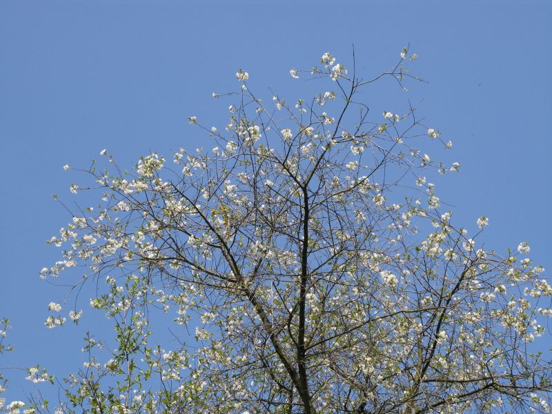 апрель что делать. весеннее дерево. апрель что делать. день крыма 19 апреля. апрель что делать.