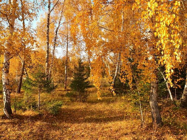 Брянский синоптик Тишковец пообещал землякам золотую осень