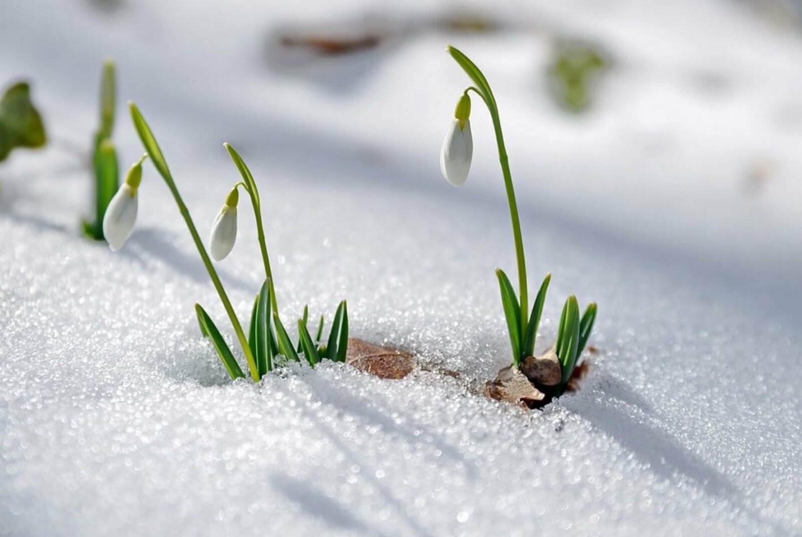 Картинки с приходом весны. Spring проталины подснежники. Подснежник на проталинке.