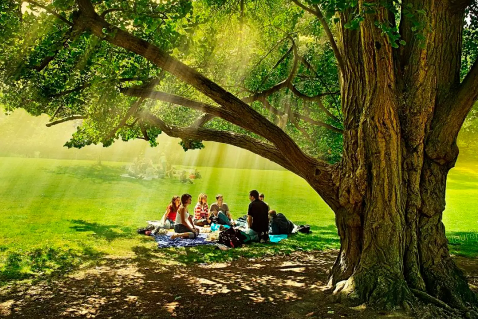 Природа и естественная жизнь. Пикник в лесу. Люди отдыхают на природе. Пикник под деревом. Человек и природа.