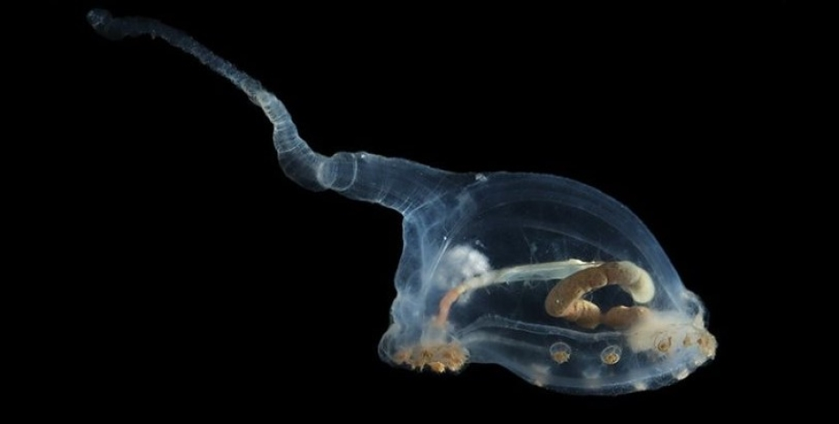 В глубинах океана обнаружили необычных существ, ранее не виданных