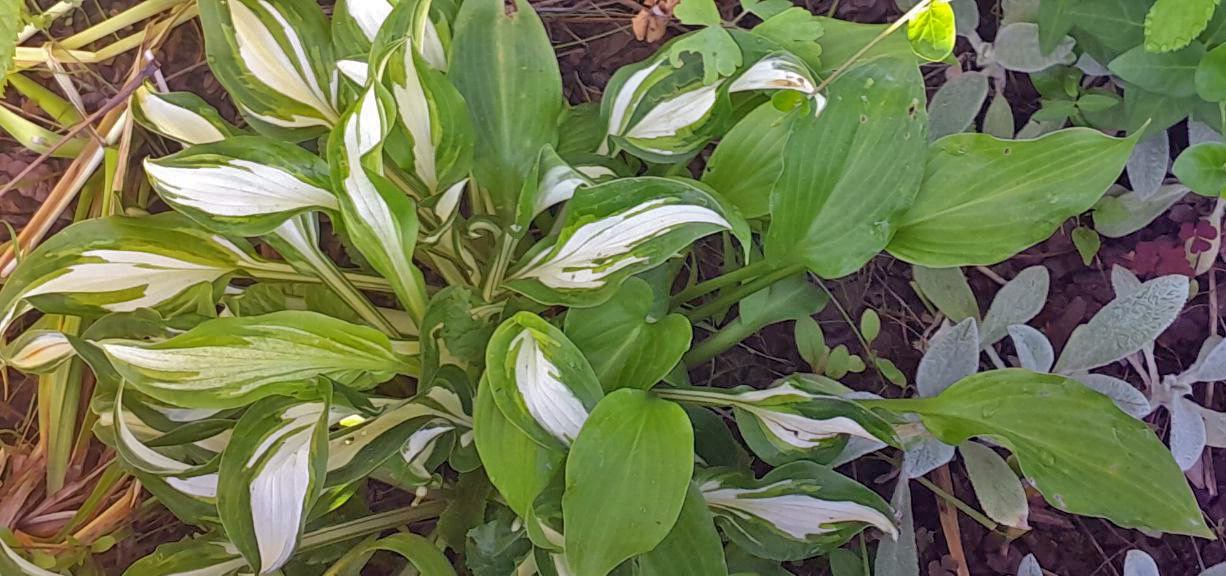 Хоста гибридная примадонна. Хоста светло зеленая. Хоста кэптинс эдвенче. Хоста кабитэн. Хоста enduring beacon.