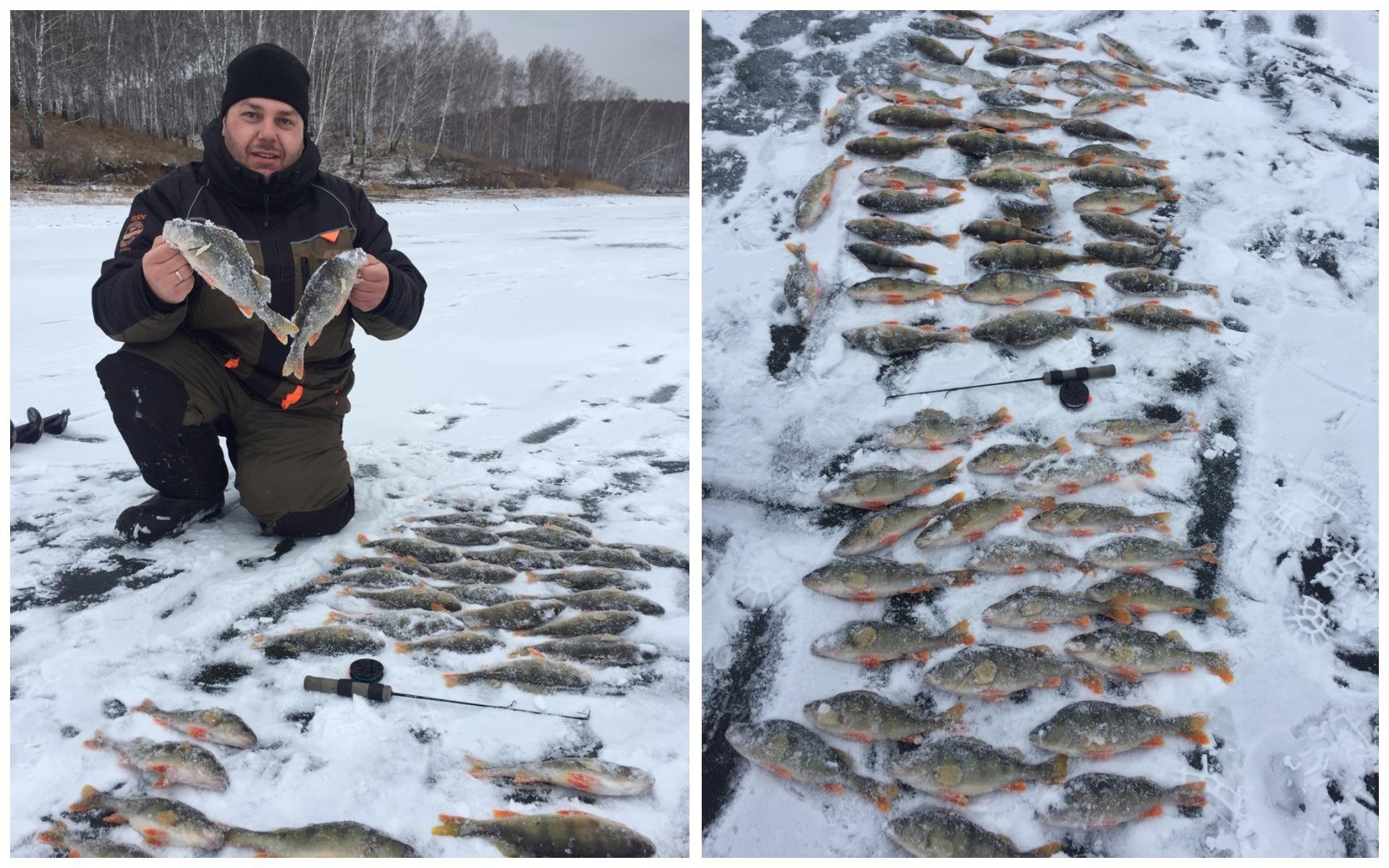 Рыбалка в Новосибирске. Рыбалка Новосибирск 2023 год. Стример для подледной ловли окуня. Окунь озеро Тумботино.