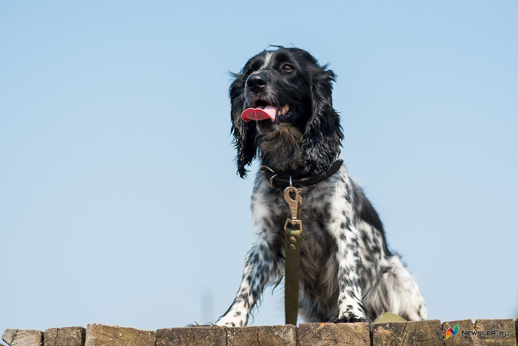 Кировчане должны заплатить за неправильное содержание собак около двух миллионов