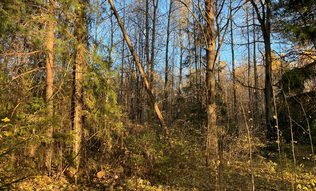 Лесного браконьера заставили заплатить за незаконную рубку