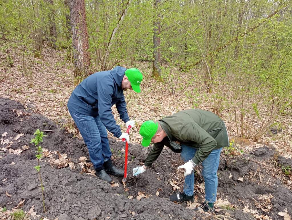 В Курской районе 35 человек высадили 6500 сеянцев дуба