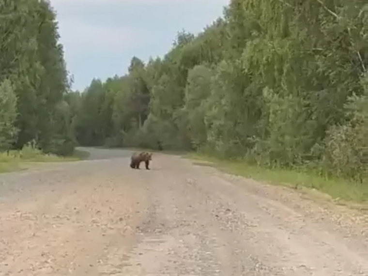 Медведь голосует на дороге