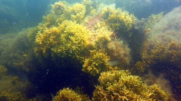 Клон водорослей в Балтийском море долгое время считался отдельным видом, который называли узкой водорослью.