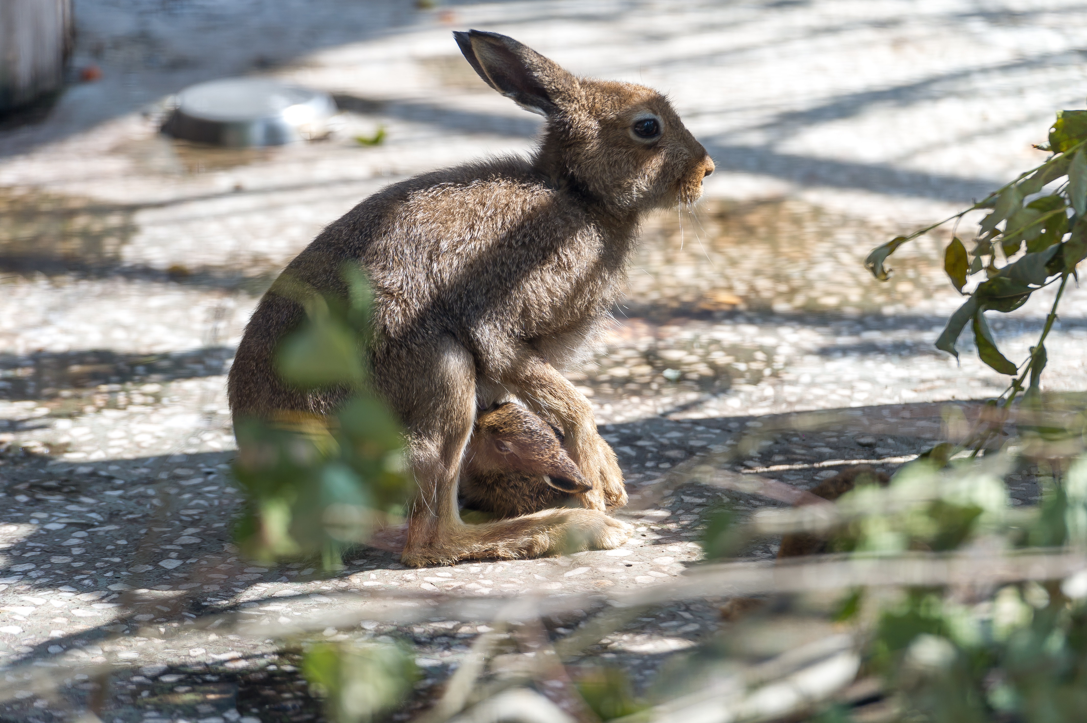 Бежать голодный. Дикие животные в парке Санкт-Петербурга. Голодный заяц. Заяц на Бухарестской.