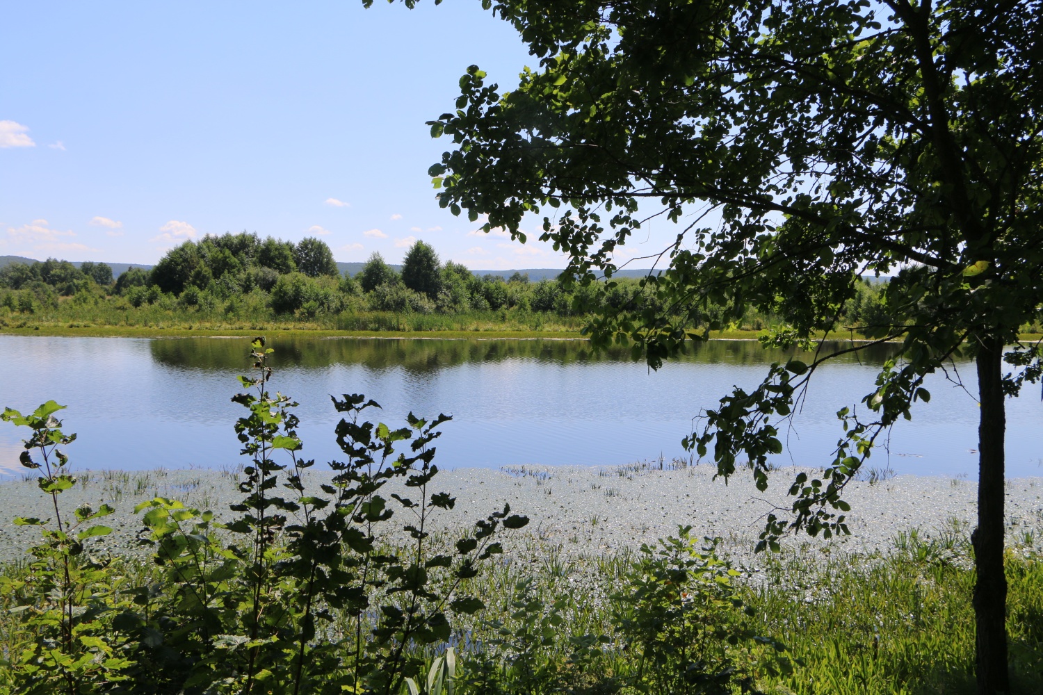 сосновый лес взморье калининград. лес якутии. сосновые боры пензы. лесное пензенская область. леса никольского района пензенской области.