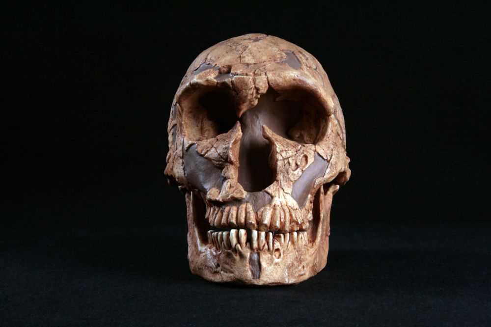 Самый древний череп человека. Черепа кроманьонца австралопитека.