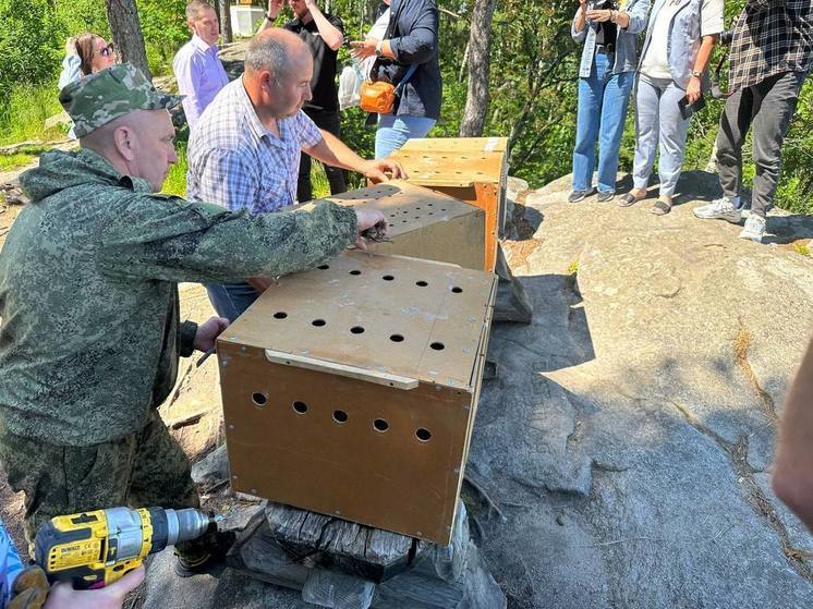 Семь краснокнижных соколов вернулись в дикую природу Алтая