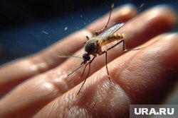 В южных регионах России уже встречаются комары, способные переносить вирус