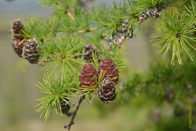 Растение лиственница. Лиственница Сибирская Larix sibirica. Лиственница Сибирская Lárix sibírica. Лиственница Сибирская (Larix sibirica Ledeb.). Лиственница Даурская шишки.