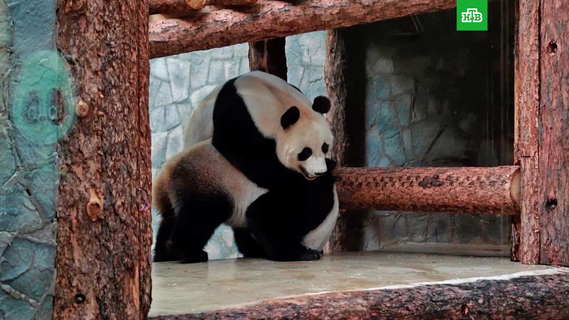 панды жуи и диндин. московский зоопарк панды жуи и диндин. панда из московского зоопарка. панда жуи в московском зоопарке. панды жуи и диндин.