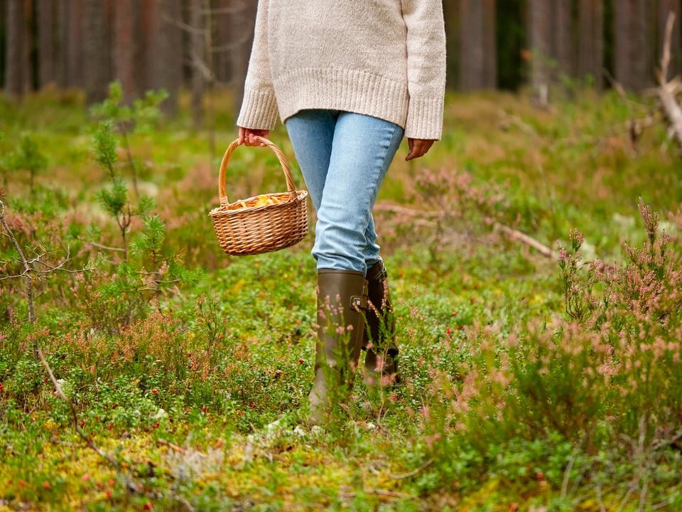 Ноябрьский грибной бум: где искать маслята и лисички в Подмосковье