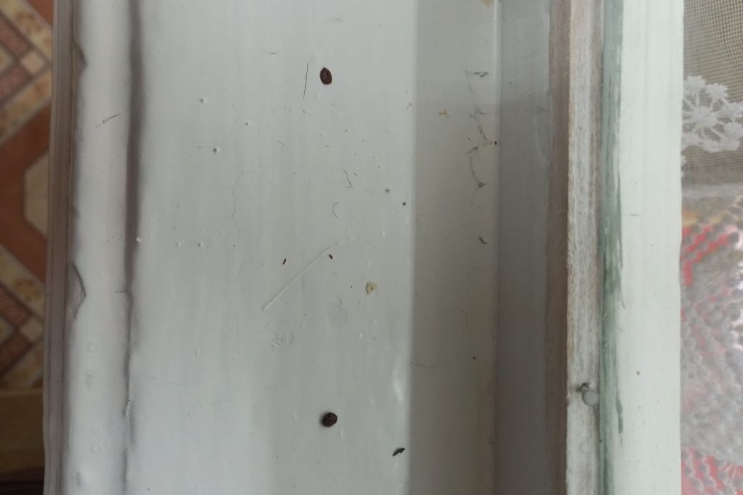 В усть-вымском детском садике обнаружили клопов