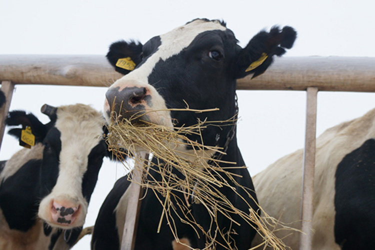 «Вы видели, что у нас строится еще 11 молочных комплексов, мы хотим довести количество дойного стада до 20 тысяч голов, сегодня у нас 10 тысяч — выходит, что будем удваивать и объемы молока, и поголовье»
