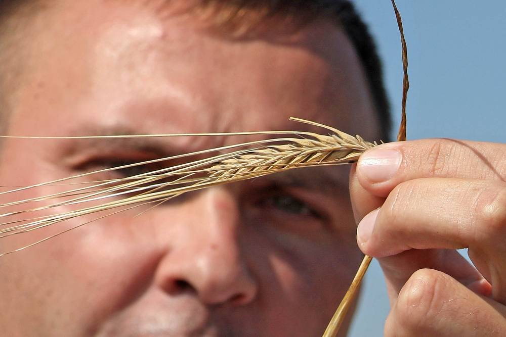 Свыше четырех миллионов тонн зерна собрали в этом году кубанские фермеры. / Татьяна Андреева