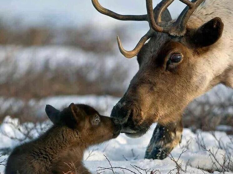 Поголовье оленей в Якутии выросло до 172,8 тысячи голов, но отрасль сталкивается с рядом проблем