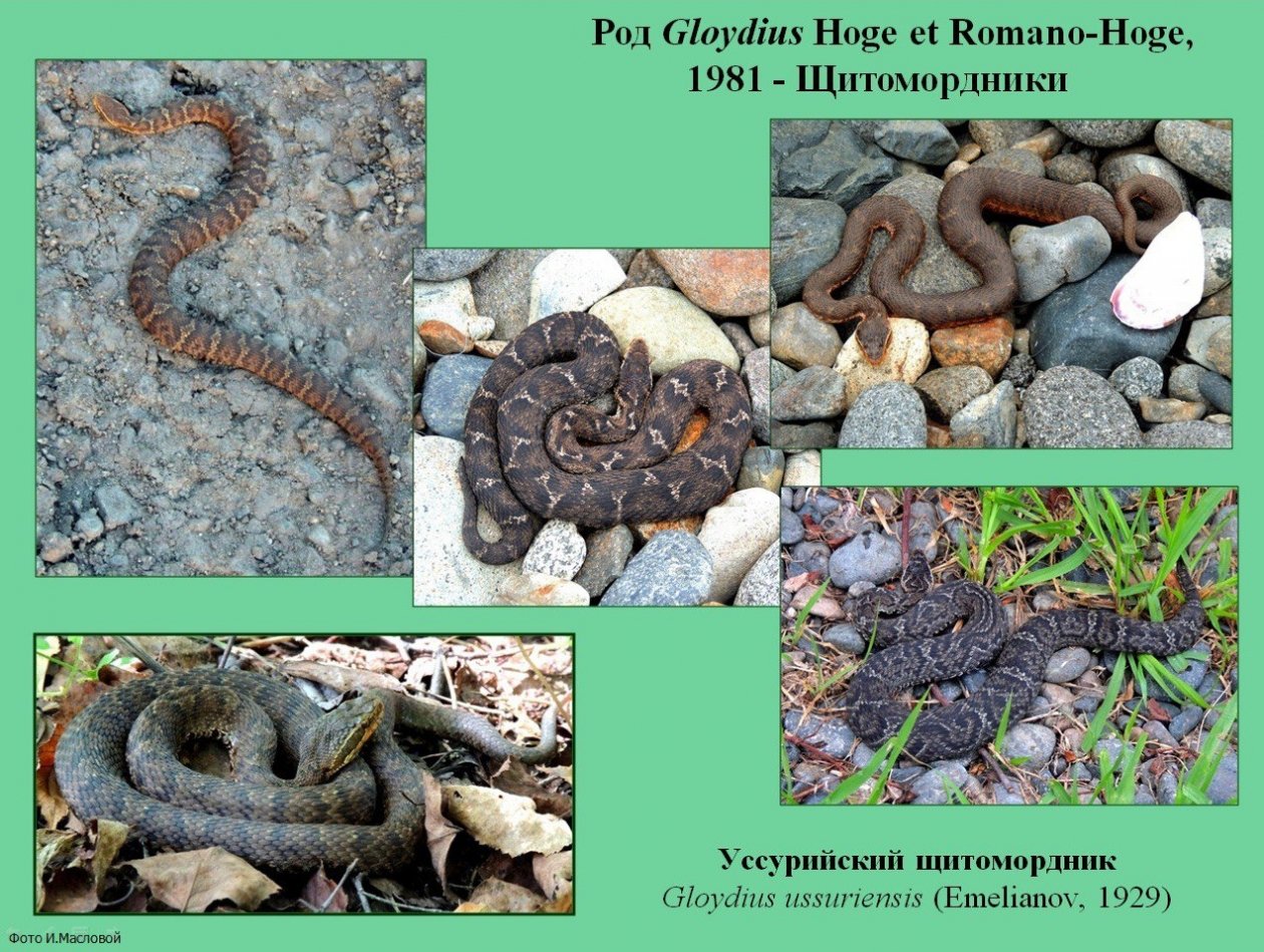 Щитомордник змея приморский край