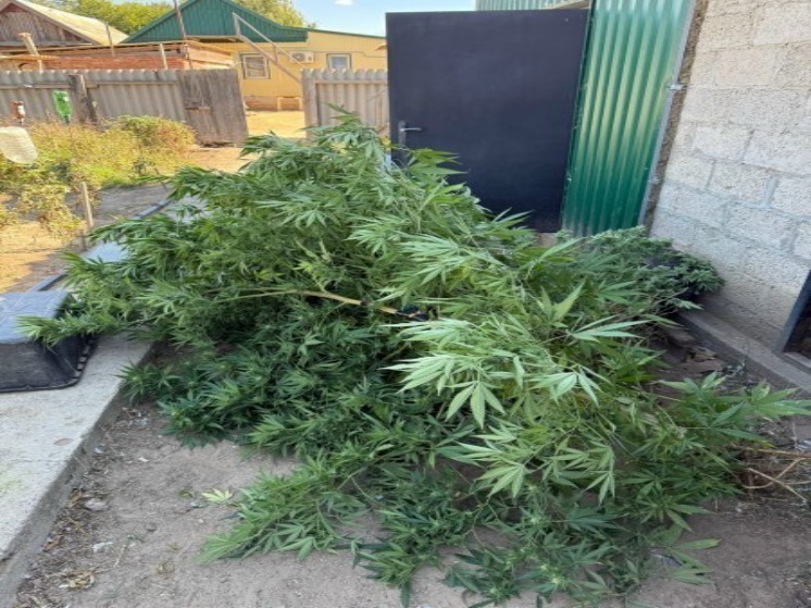 Астраханский огородник вырастил полкило конопли для себя