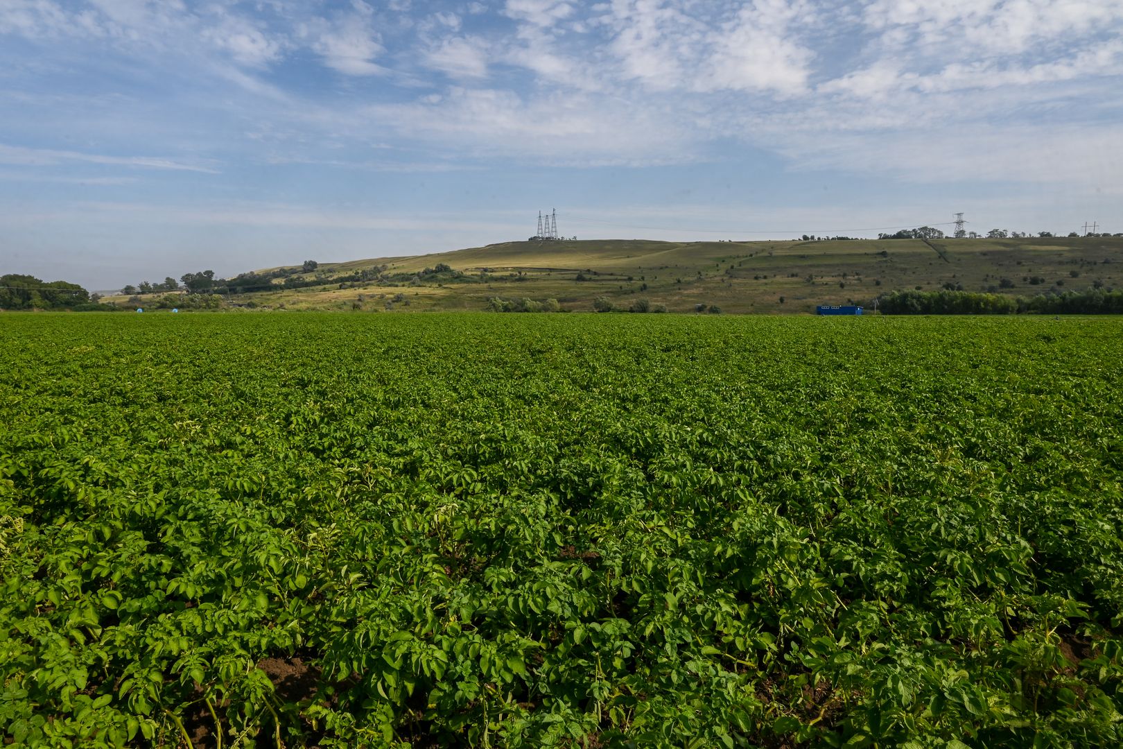 Международный день картофельного поля. Картофельных полей огэ. Картофельных полей управление. Картофельных полей огэ. Плантация картофеля.