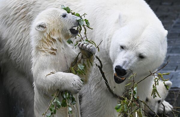 В желудок взрослых белых медведей вмещается почти 70 кг мяса. Морские зайцы, тюлени и нерпы часто оказываются в их "меню". При этом в пищу мишки могу употреблять практически все. Они регулярно едят, как растения, так и мясо. Сам же белый медведь находится на вершине пищевой цепи в Арктике.На фото: белая медведица Герда с белыми медвежатами в вольере Новосибирского зоопарка. - Sputnik Казахстан