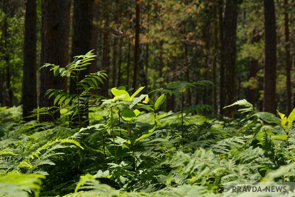 Пензенской области выделено 12,9 млн рублей на восстановление лесов