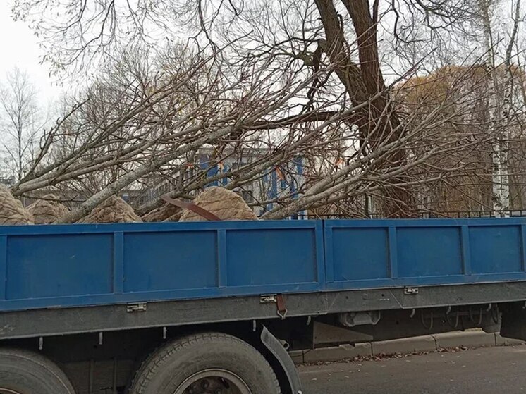 В Калининградскую область не пустили зараженные саженцы магнолии