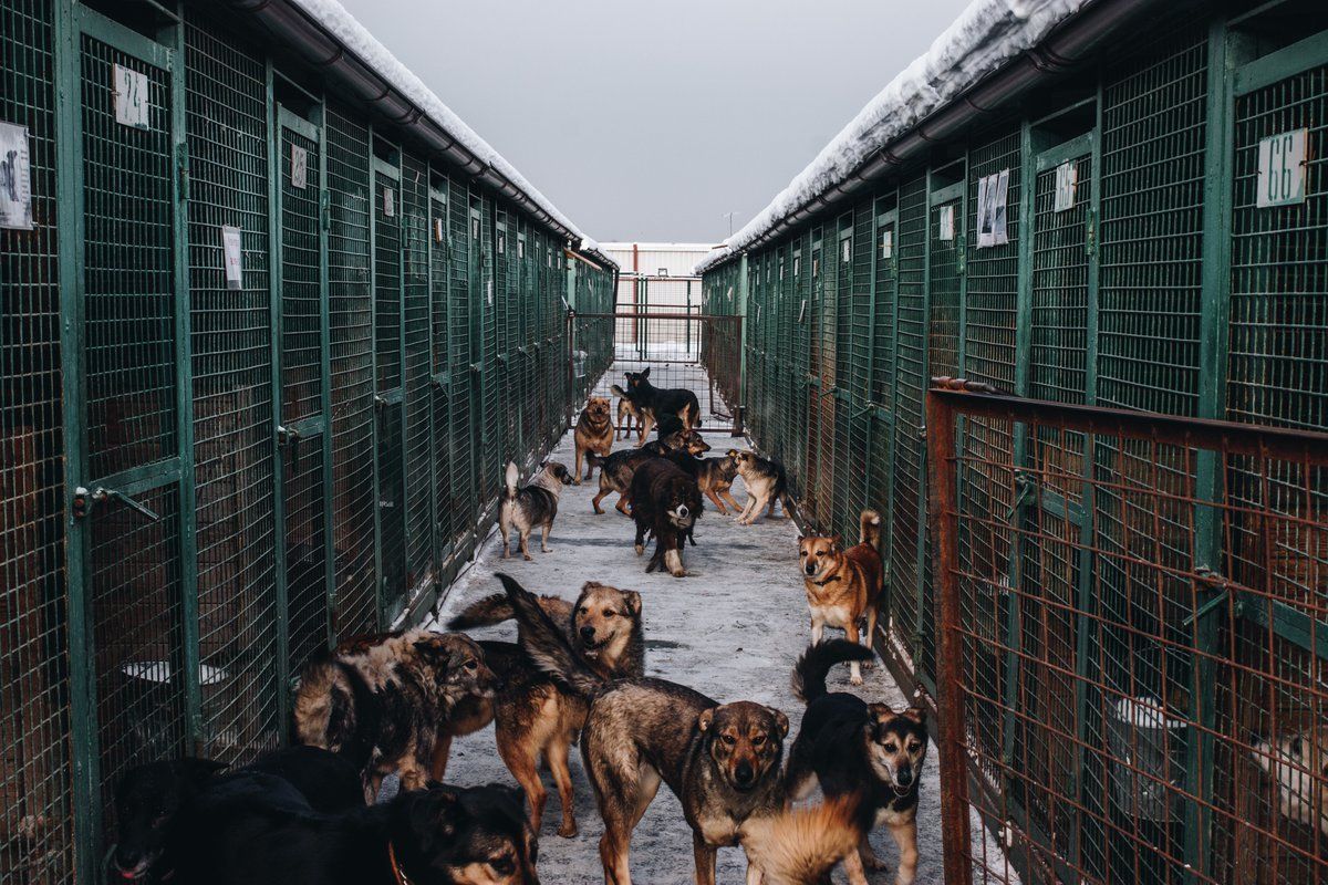 В приюте для животных на 25 кошек. Приют для бездомных собак в Москве. Муниципальный приют для бездомных животных САО Москвы. Приют для собак в Москве. Владикавказ муниципальный приют для собак.