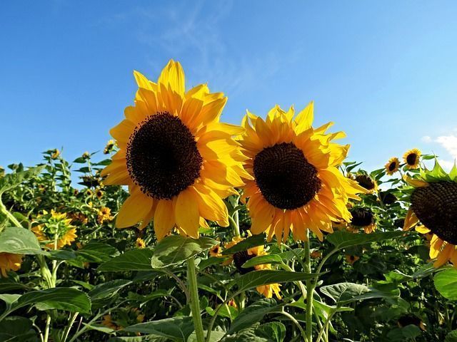 Сын Марата Хуснуллина планирует открыть маслоэкстракционный завод в Татарстане