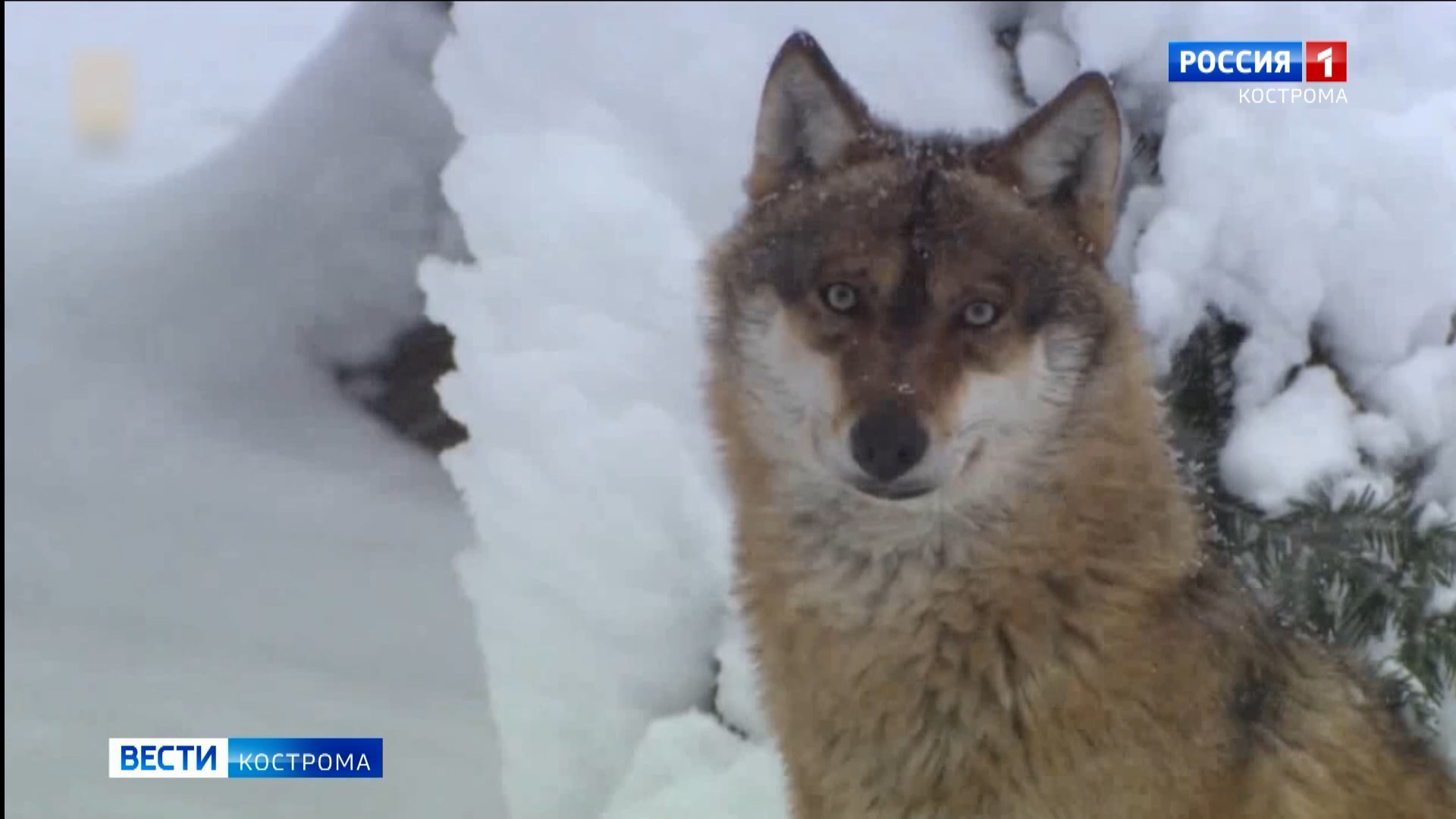 В Костромской области продлен порядок выплаты за добычу волков