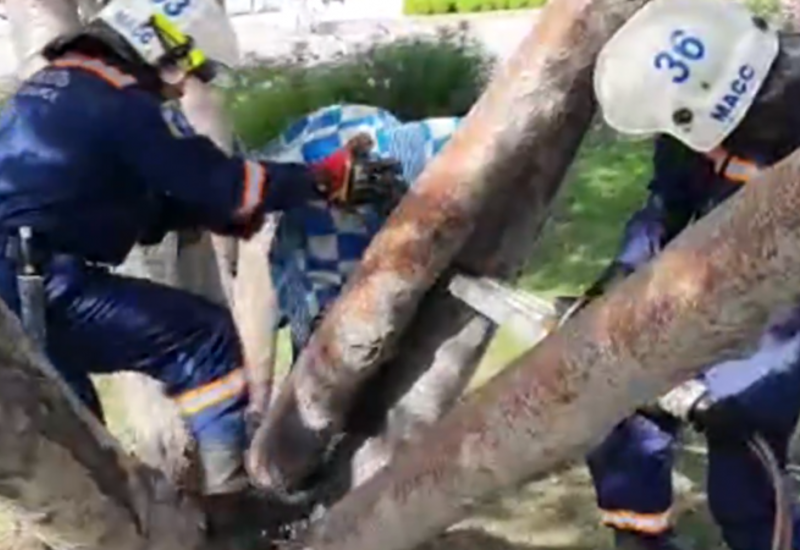 Девушка застряла между деревьев