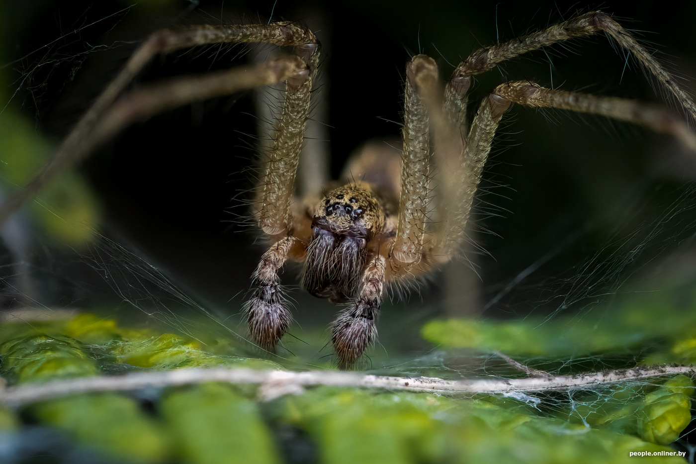File:Dolomedes plantarius spider.jpg - Wikipedia